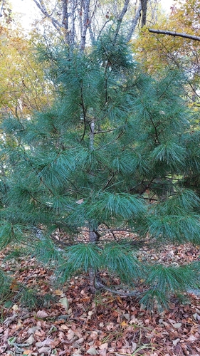 Pinus koraiensis, photograph 5