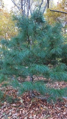 (c) Lena Perova, some rights reserved (CC BY) Pinus koraiensis, photograph (c) Lena Perova, some rights reserved (CC BY)