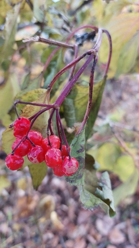 Viburnum sargentii, photograph 4
