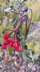 (c) Lena Perova, some rights reserved (CC BY) Viburnum sargentii, photograph (c) Lena Perova, some rights reserved (CC BY)