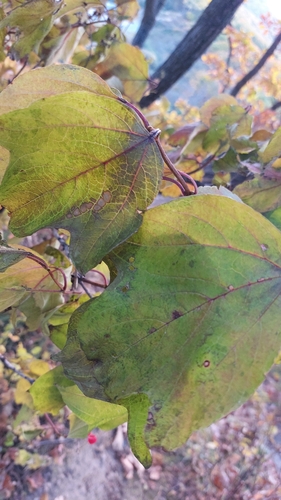 Viburnum sargentii, photograph 5