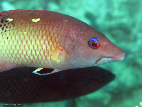 Redfin Hogfish