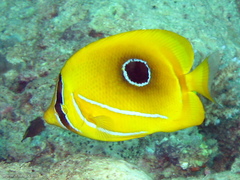 Chaetodon bennetti