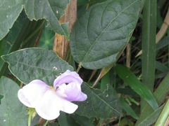 Canavalia ensiformis