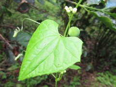 Zehneria japonica