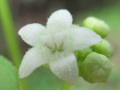 Zehneria japonica