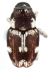 Copturomorpha rileyi