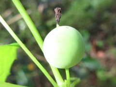 Zehneria japonica