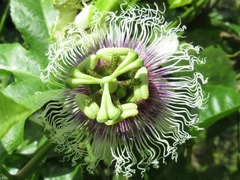 Passiflora edulis edulis