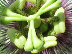 Passiflora edulis edulis