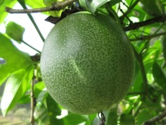 Passiflora edulis edulis
