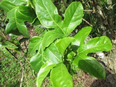 Passiflora edulis edulis