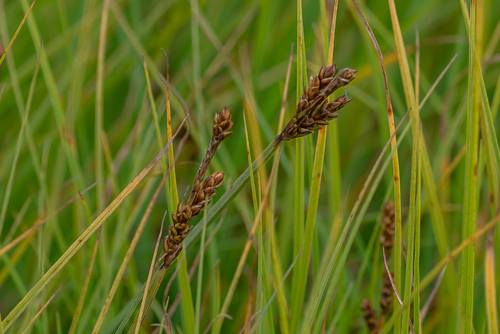 Carex subspathacea