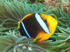 Amphiprion chrysopterus