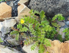 Argentina anserinoides