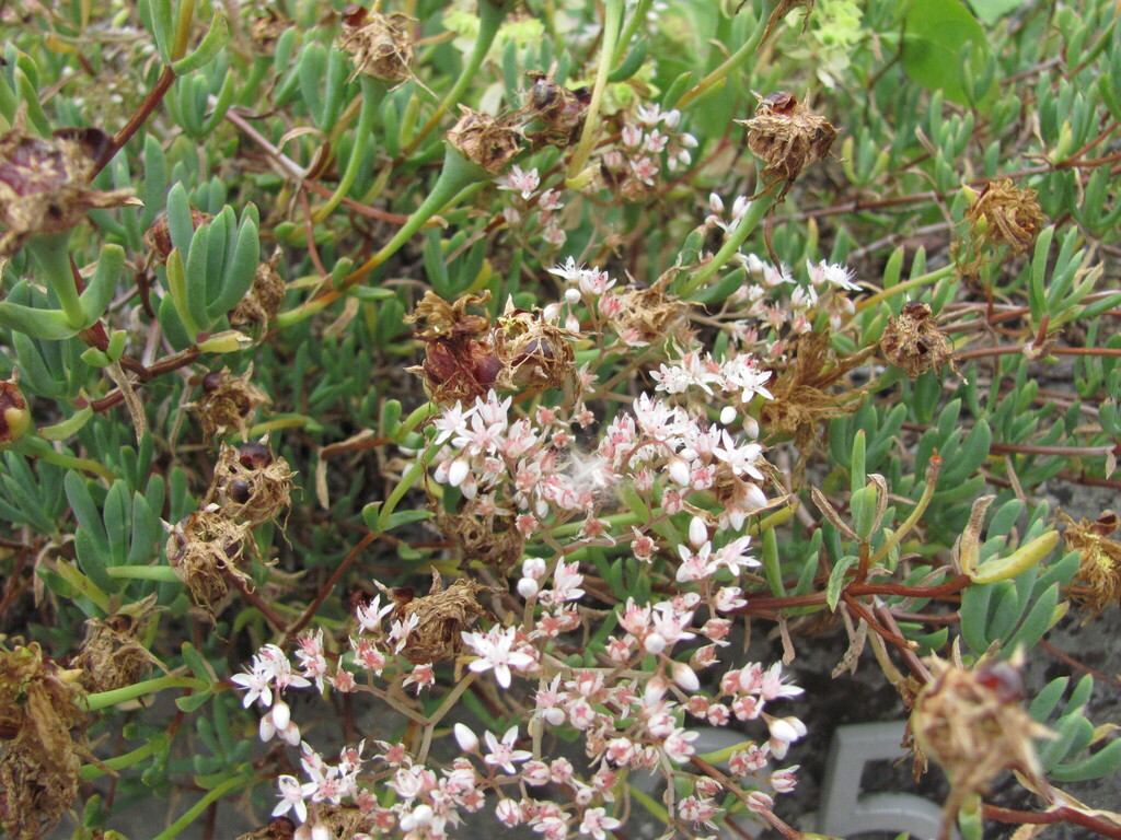 Ruschia caroli (L.Bolus) L.Bolus
