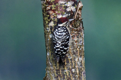 Dendrocopos macei