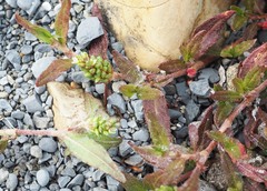 Persicaria prostrata