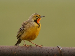 Macronyx capensis colletti