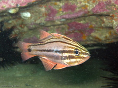 Ostorhinchus limenus