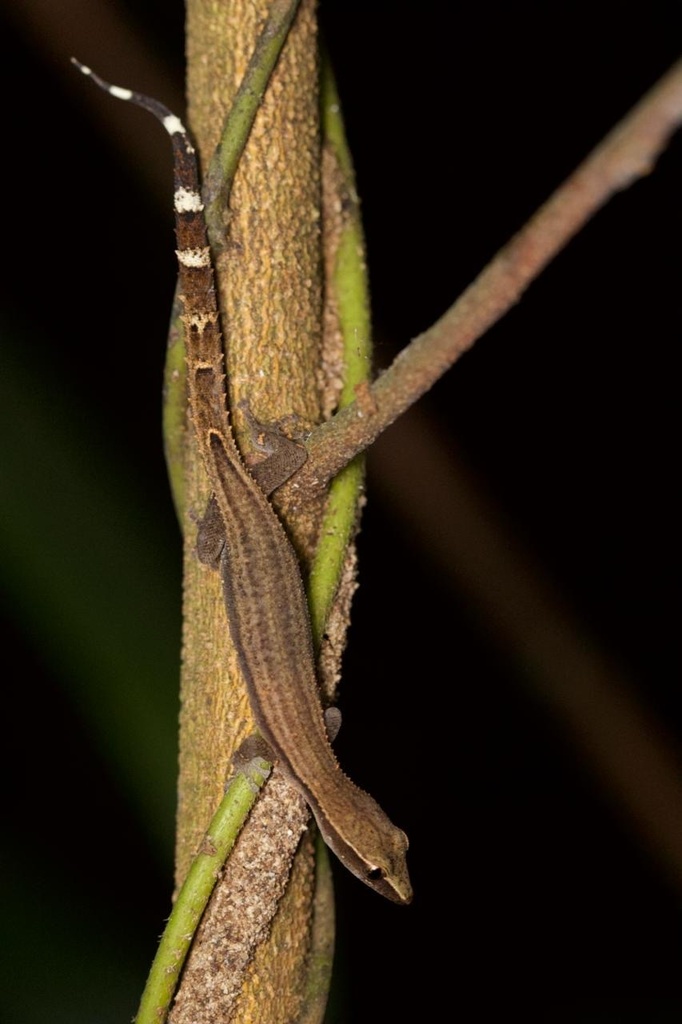 Pemba Island Clawless Gecko