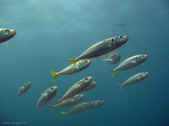 Trachurus novaezelandiae