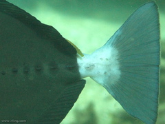 Prionurus microlepidotus