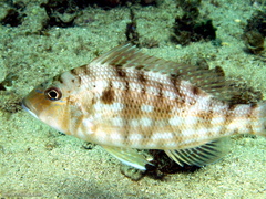Lethrinus genivittatus
