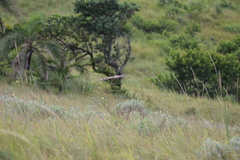 Caprimulgus natalensis