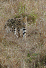 Leptailurus serval lipostictus