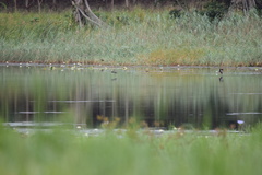 Nettapus auritus
