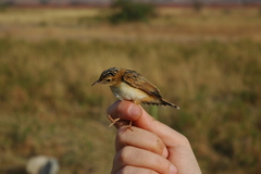 Cisticola eximius