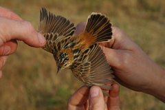 Cisticola eximius