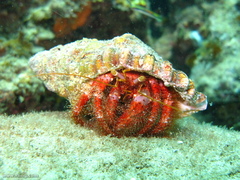 Dardanus crassimanus