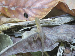 Anolis cupreus