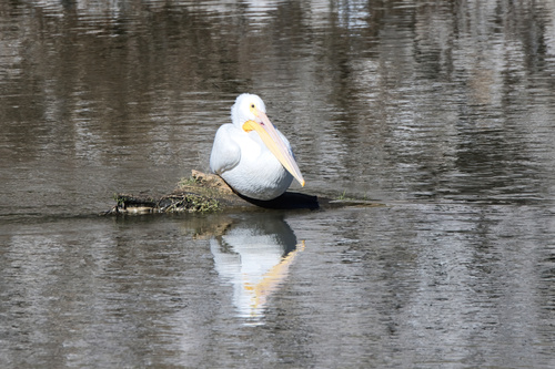 American White Pelican photographed in Mississippi