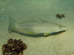 Sillago ciliata