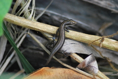 Emoia caeruleocauda