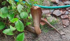Naja sputatrix