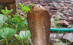 Naja sputatrix