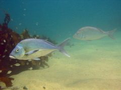 Lethrinus nebulosus