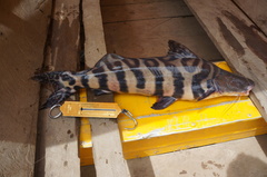 Zebra Catfish photo 1