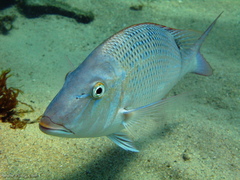 Lethrinus nebulosus