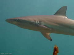 Carcharhinus obscurus