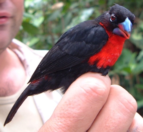 Western Bluebill