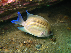 Mecaenichthys immaculatus