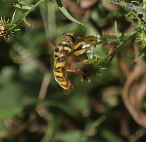 Unknown species found near Buncombe County, NC, USA