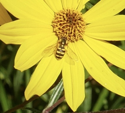 Unknown species found near Buncombe County, NC, USA