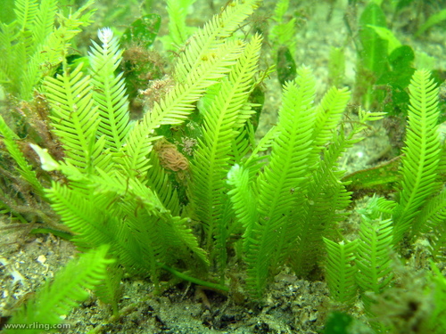 Caulerpa taxifolia