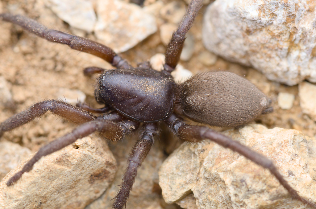 Gnaphosa tigrina